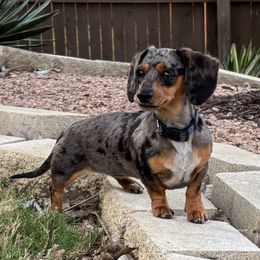 Junebug - Dachshund