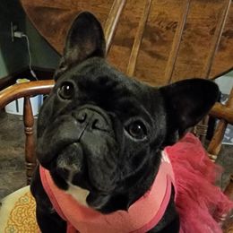 Iris - French Bulldog