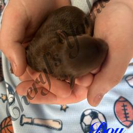 Boy 1 - Chocolate and tan male Yorkshire Terrier puppy in Stanfield, North Carolina from Cheryl’s Yorkies