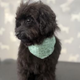 Cavapoo, Cockapoo, and Poodle Puppies from Heavenly Puppies to Love