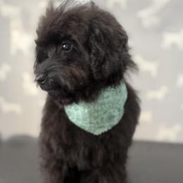 Cavapoo, Cockapoo, and Poodle Puppies from Heavenly Puppies to Love