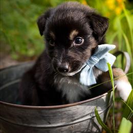 Huntsman - Black tri-color male Australian Shepherd puppy in Georgetown, Texas from River Reign Australian Shepherds