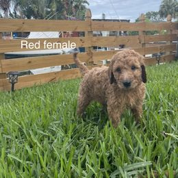 Goldendoodle Puppies from The Miller's Goldendoodles