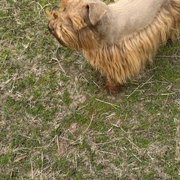 Lil Fella - Miniature Schnauzer
