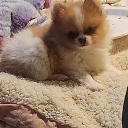 Pomeranian Puppies from La Belle Pomeranians