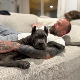 Black collar male - Gray male Cane Corso puppy in San Tan Valley, Arizona from Lofty Legends