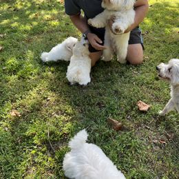 Coton de Tulear Puppies from Smoky Mountains Cotons