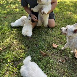 Coton de Tulear Puppies from Smoky Mountains Cotons