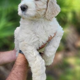 Aussiedoodle and Australian Mountain Doodle Puppies from Jagged Oaks Farm