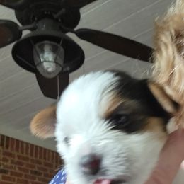 West Highland White Terrier and Yorkshire Terrier Puppies from Debra Burnett