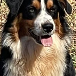 Australian Shepherds from Mountain View Australian Shepherds