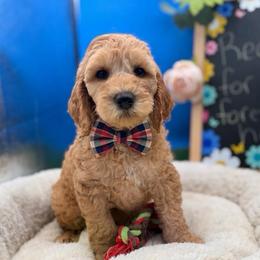 Johnny - Apricot male Goldendoodle puppy in Willacoochee, Georgia from Kitandkboodle's Doodles