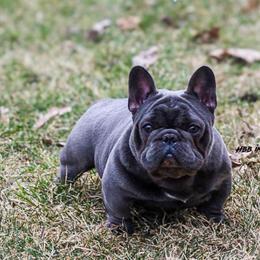 Blue - French Bulldog