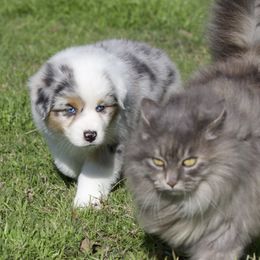 Australian Shepherd, Miniature American Shepherd, and Miniature Australian Shepherd Puppies from Diamond H Aussies