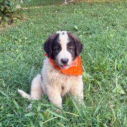 Orange - White and black male Karakachan puppy in Pikeville, Tennessee from Rock Solid Ranch
