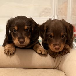 Dachshund Puppies from Andrea Swayne