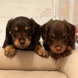 Dachshund Puppies from Andrea Swayne