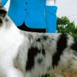 Australian Shepherds from Skyline Australian Shepherds