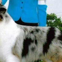 Australian Shepherds from Skyline Australian Shepherds