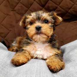 Yorkshire Terrier Puppies from Pixieland Yorkshire Terriers
