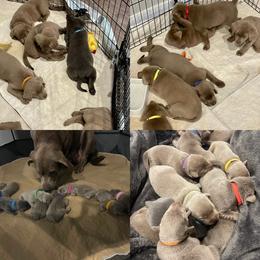 Dilute Retriever Puppies from Summer Lovin’ Labradors of Southern