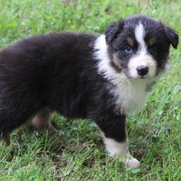 Juneau - Black tri-color male Australian Shepherd puppy in Kansas, Oklahoma from Windy G Farm