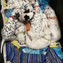 Dalmatian Puppies from Dalmatians of Rutland Ranch
