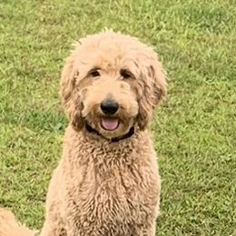 Riley - Goldendoodle
