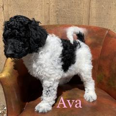 Double Doodle, Goldendoodle, and Pyredoodle Puppies from Little Muddy Doodles