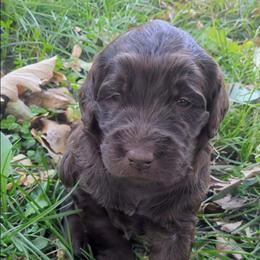 Monica - female Newfypoo puppy in South Haven, Minnesota from Hidden Haven Poodles and Doodles