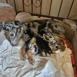 Australian Shepherd puppies from 3am Riot Ranch