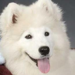 Samoyeds from Starstruck Samoyeds