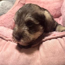 Rango (lime green collar) - Liver male Miniature Schnauzer puppy in Chicago, Illinois from Cuddly Cutts Pets