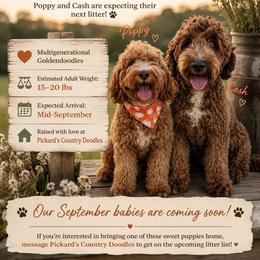 Goldendoodle puppies from Pickard’s country Golden doodles