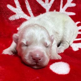 AKC Magnolia - White female Siberian Husky puppy in Centreville, Maryland from Huskies By the Bay