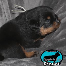 Boy 2 - male Rottweiler puppy in Shepherdsville, Kentucky from Rottie Squad Kennel