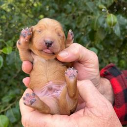 Boy 1 - Red male Dachshund puppy in Knoxville, Tennessee from Over The Moon Minis