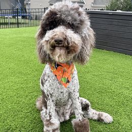 Summer - Poodle