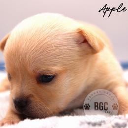 Apple - Fawn male Chihuahua puppy in Forsyth, Georgia from Brooks Grove Canines LLC