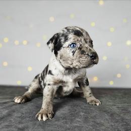 Colt NALC - Blue merle male Catahoula Leopard Dog puppy in Doerun, Georgia from Twig & Tail Puppies