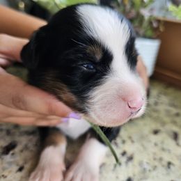 Kiwi - Black tri male Miniature Australian Shepherd puppy in Lithia, Florida from Waterford Doodle Farm