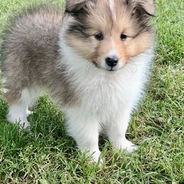 Iris - Sable and white female Shetland Sheepdog puppy in Tulsa, Oklahoma from September Morning Shelties