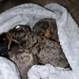 Bernedoodle and French Bulldog Puppies from Bernied00dle Love & Fr3nchi3 Love