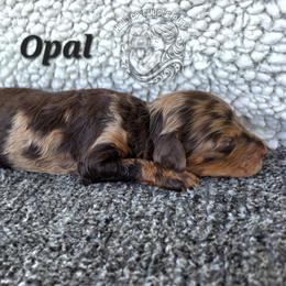 Opal - Merle female Goldendoodle puppy in Chattanooga, Tennessee from Hilltop Cuddle Pups