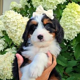 Sailor - Tri-color female Bernedoodle puppy in Russell Springs, Kentucky from 270 Doodles