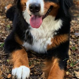 Bernedoodles and Bernese Mountain Dogs from Darlin’s Doodles