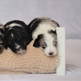 Aussiedoodle Puppies from Wilson Cattle Co.