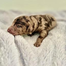 Pink collar - Merle female Goldendoodle puppy in Stockton, California from Port City Doodles