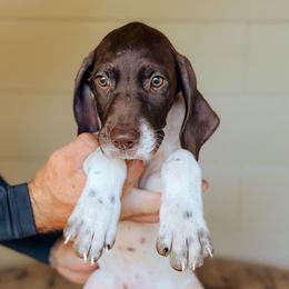 Girl 3 - Pink - White and liver female German Shorthaired Pointer puppy in Lake City, Fl, Florida from Spradley Springers & GSP's