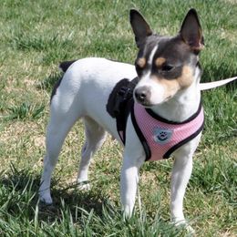 Rat Terriers from Ramirez Ratz